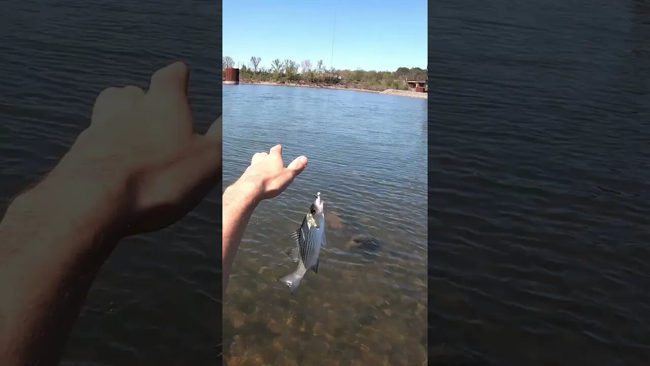 Chickamauga Dam Fishing