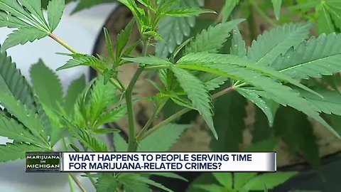 What will happen to people serving time for marijuana crimes?