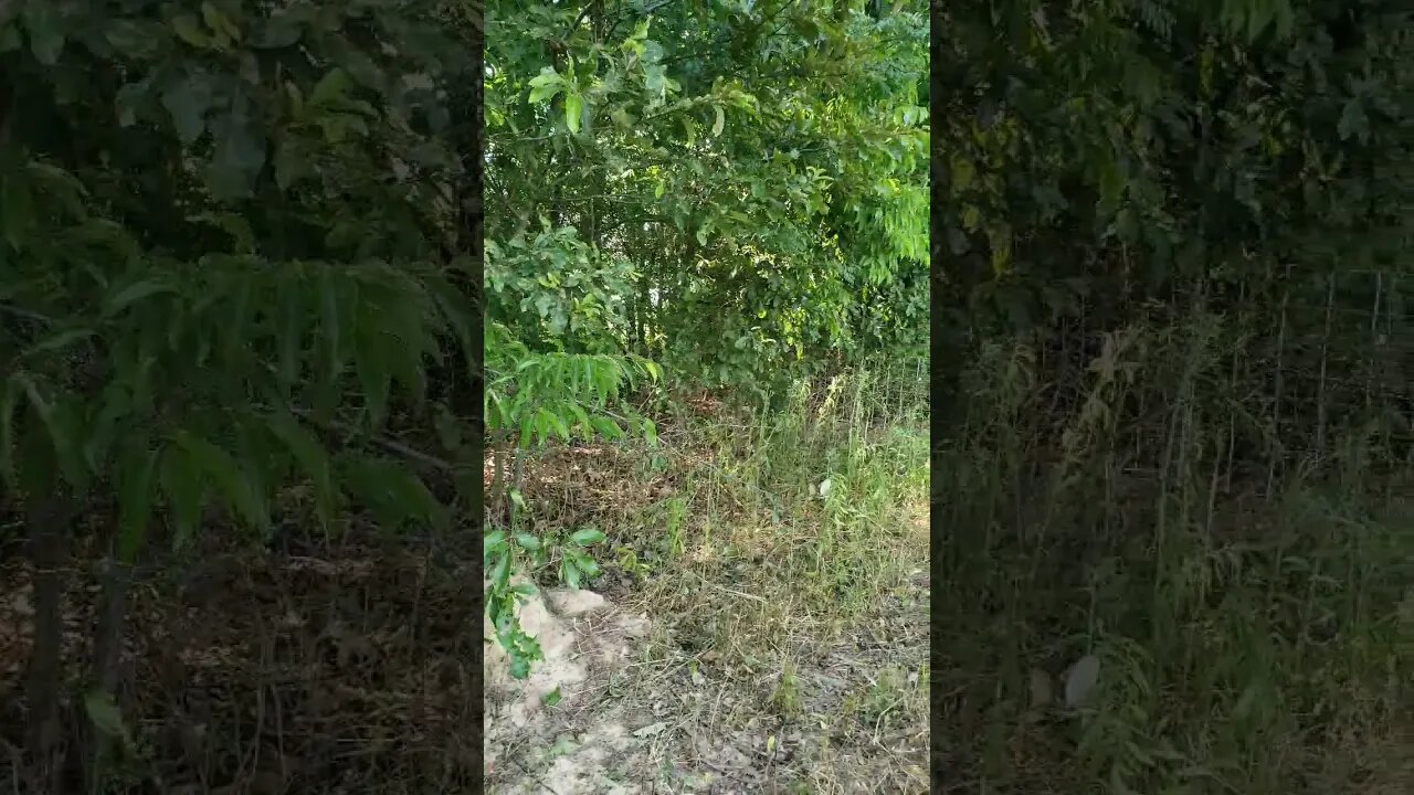 BRUSH CONTROL. 1 #homesteading #ranching #shorts