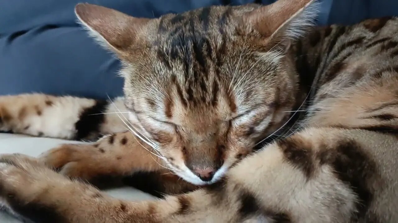 Bengal cat napping with Daddy