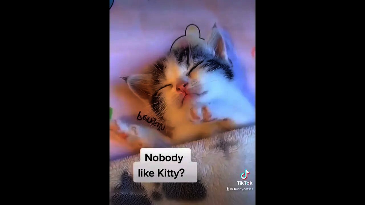 #shortfeed|tik-tok followers like|cute cat|cat sleeping|funny cats|#short#youtube|cat vedio new 2022