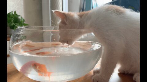 Why doesn't my cat like fish? 🐟