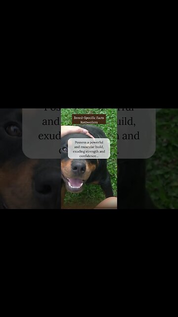 Surprising Facts about Rottweilers