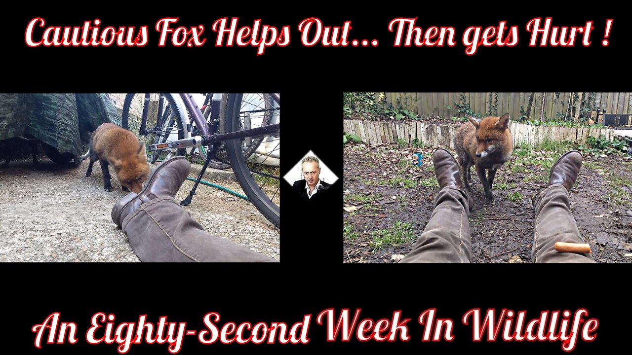 A Eighty-second Week In Wildlife - Cautious Fox Helps Out - Then Gets Hurt !