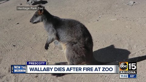 Wallaby killed in Heritage Park Zoo fire