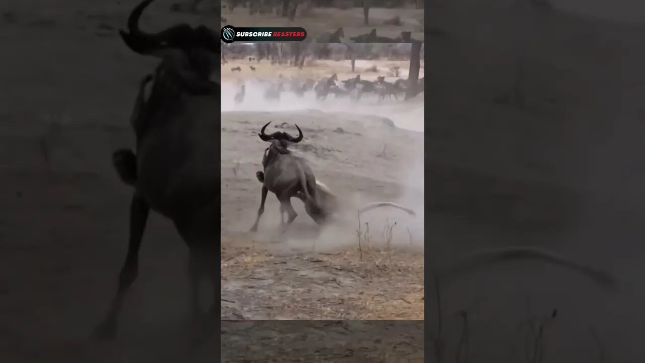 When the lion chooses a solid opponent for hunting #shorts