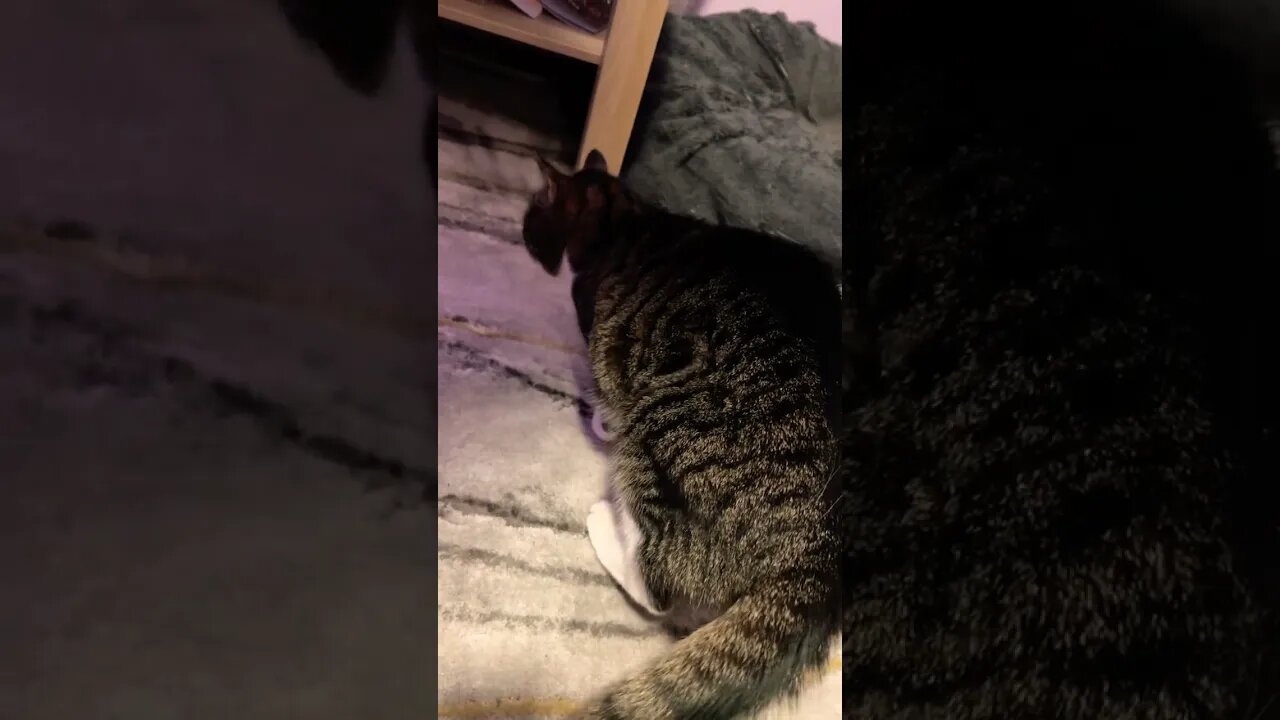 My Cat Loves Rubbing her head like this