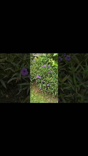 Prettiest butterfly ?!🤔🤔👀👀