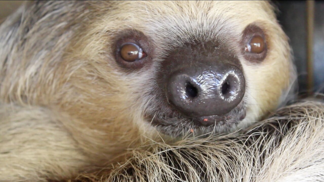 Meet Fernando: Phoenix Zoo's first sloth - ABC15 Digital