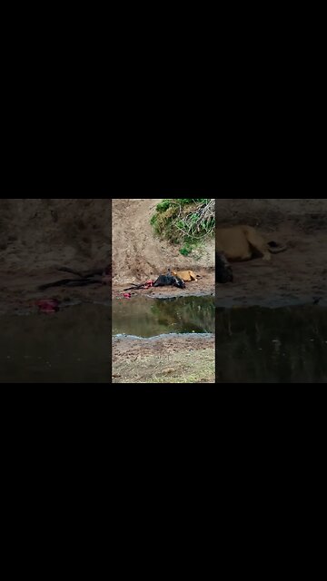 Lioness Chews A Gnu #shorts shorts