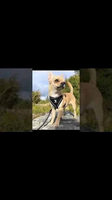 Watch This Hilarious Chihuahua Moment - You Won't Believe What Happens Next!