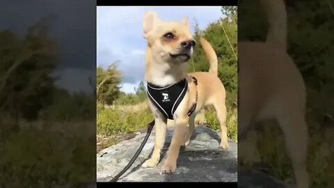 Watch This Hilarious Chihuahua Moment - You Won't Believe What Happens Next!