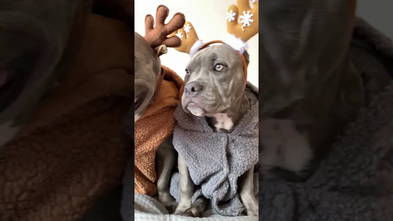 Elas Chegaram 🦌 Estão Prontas Para o Natal Maori e Nuhri 😍 #americanbully