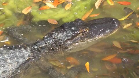 Small alligators video wild animals