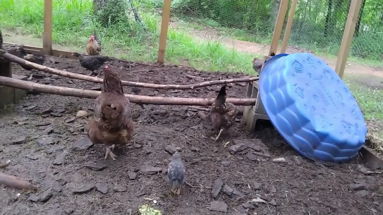 What do the chickens think of the Walmart Angus 85% Lean 15% Fat Beef Steak Burger?