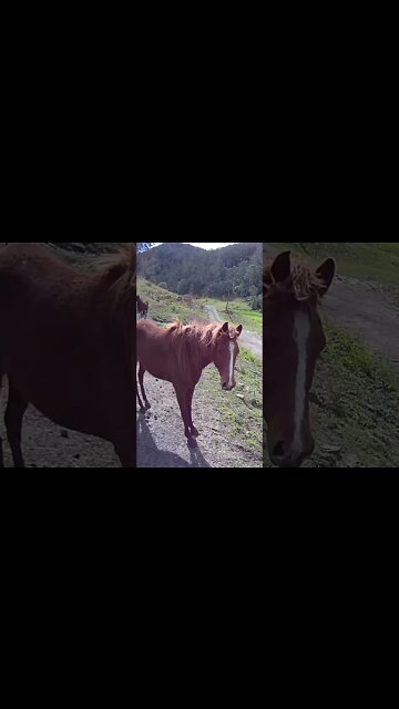 The secret lives of Brumbies