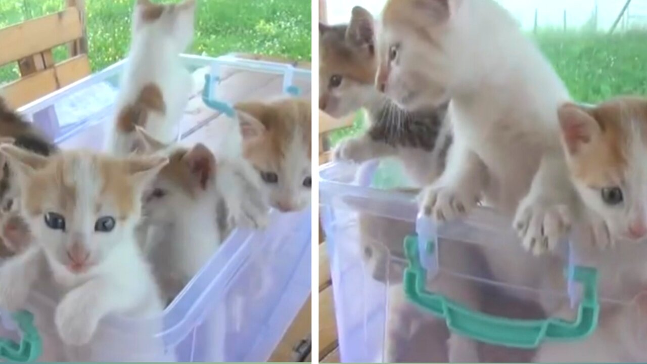 Kittens meowing (too much cuteness) All talking at the same time!