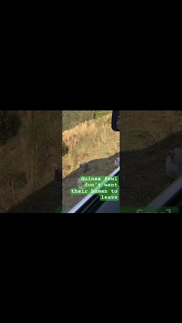 Guinea fowl chase car, don’t want owner to leave. @thesimmsfunnyfarm