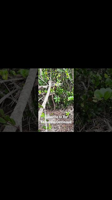 RISE UP!!! #bigfoot #nature #Sasquatch #paranormal #nationalforest #hiking