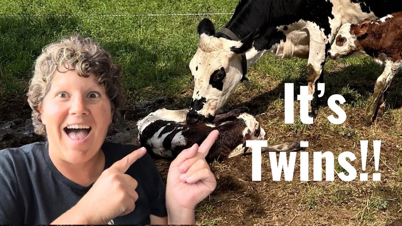 Surprise Twin Birth Caught on Camera/ Why We Don’t Calf Share in the Traditional way