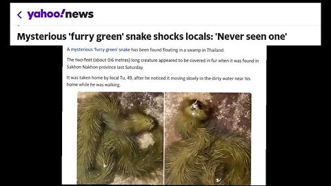 Mysterious 'Furry Green' Snake-Like-Thing Creature found in Thailand