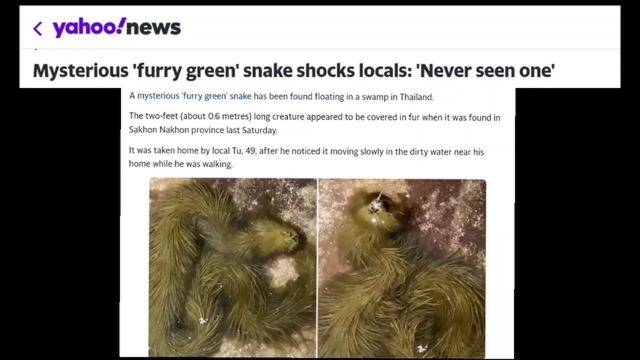 Mysterious 'Furry Green' Snake-Like-Thing Creature found in Thailand