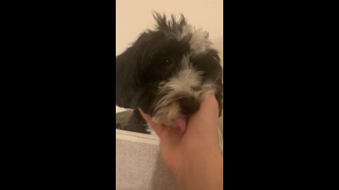 Cute puppy on shelf in crate.