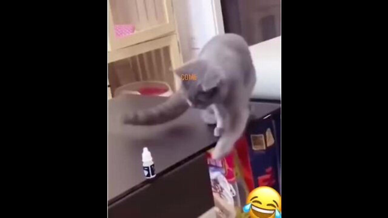 Funny cat reaction