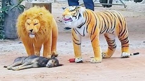 Troll Prank Dog Funny | Fake Lion and Fake Tiger