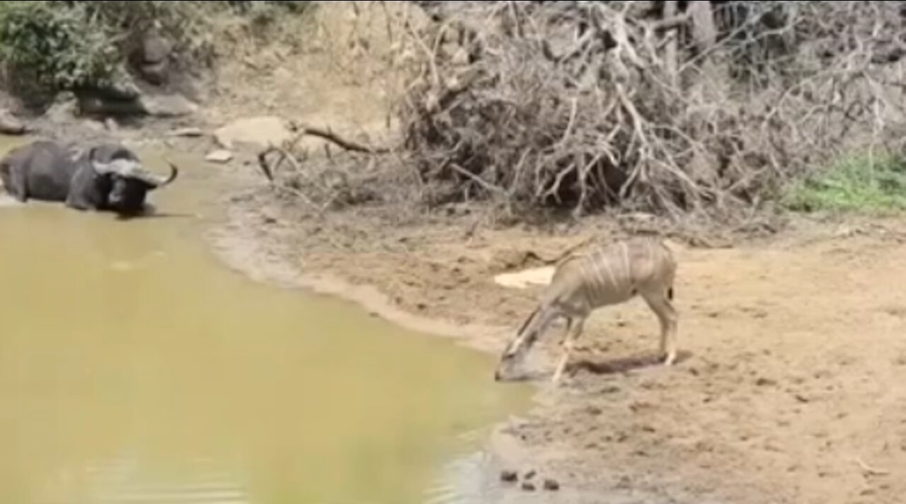 How a crocodile hunts a water-drying deer