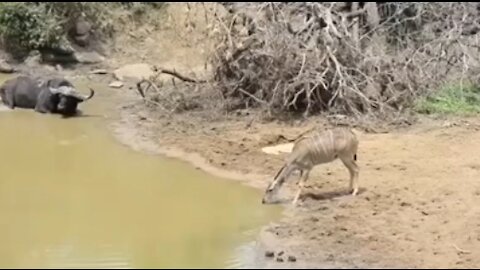 How a crocodile hunts a water-drying deer