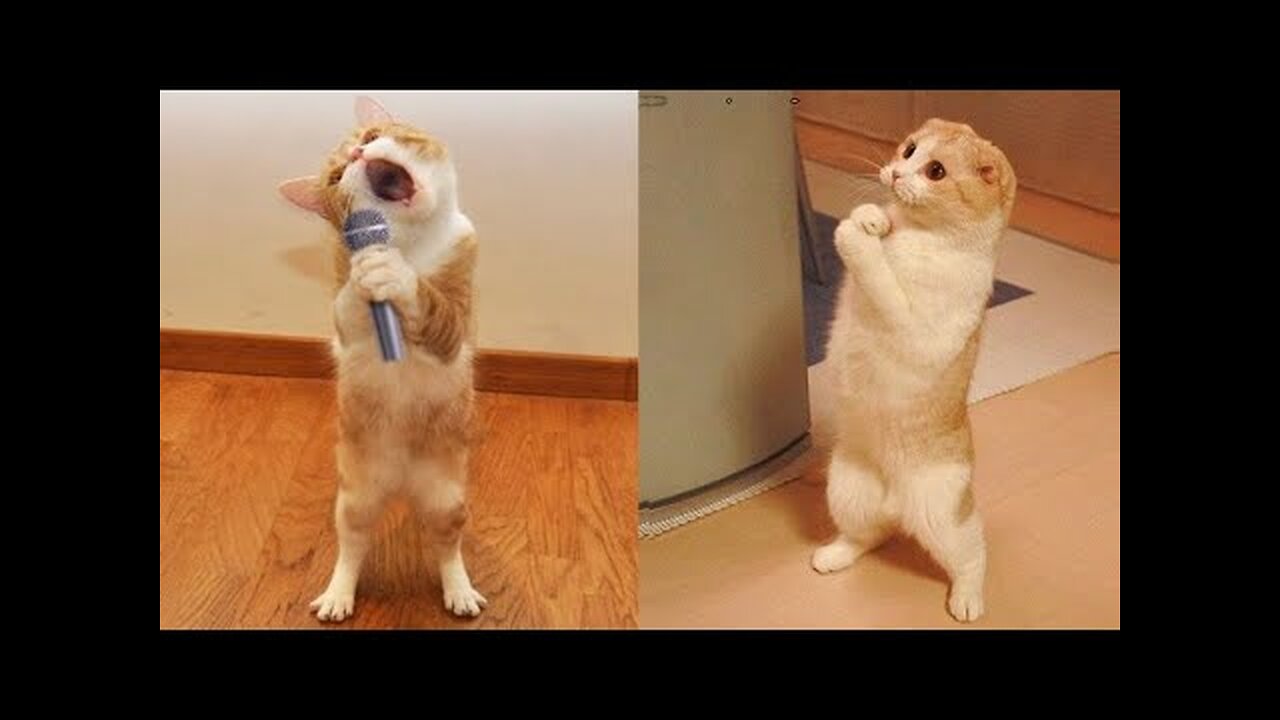 Funniest Animals - Best Of The 2021 Funny Animal Videos #41