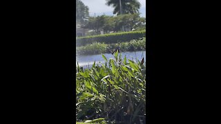 Little Blue Heron in Paradise- 11/1/2021- 4K