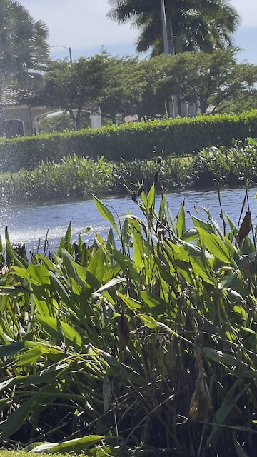 Little Blue Heron in Paradise- 11/1/2021- 4K