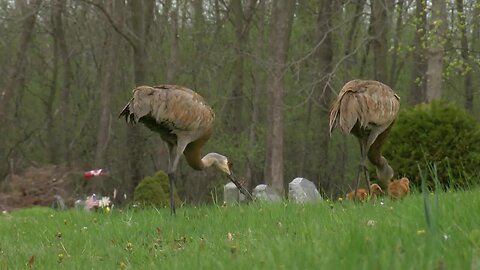 Crane family enjoys Koepmier Lake in Franklin