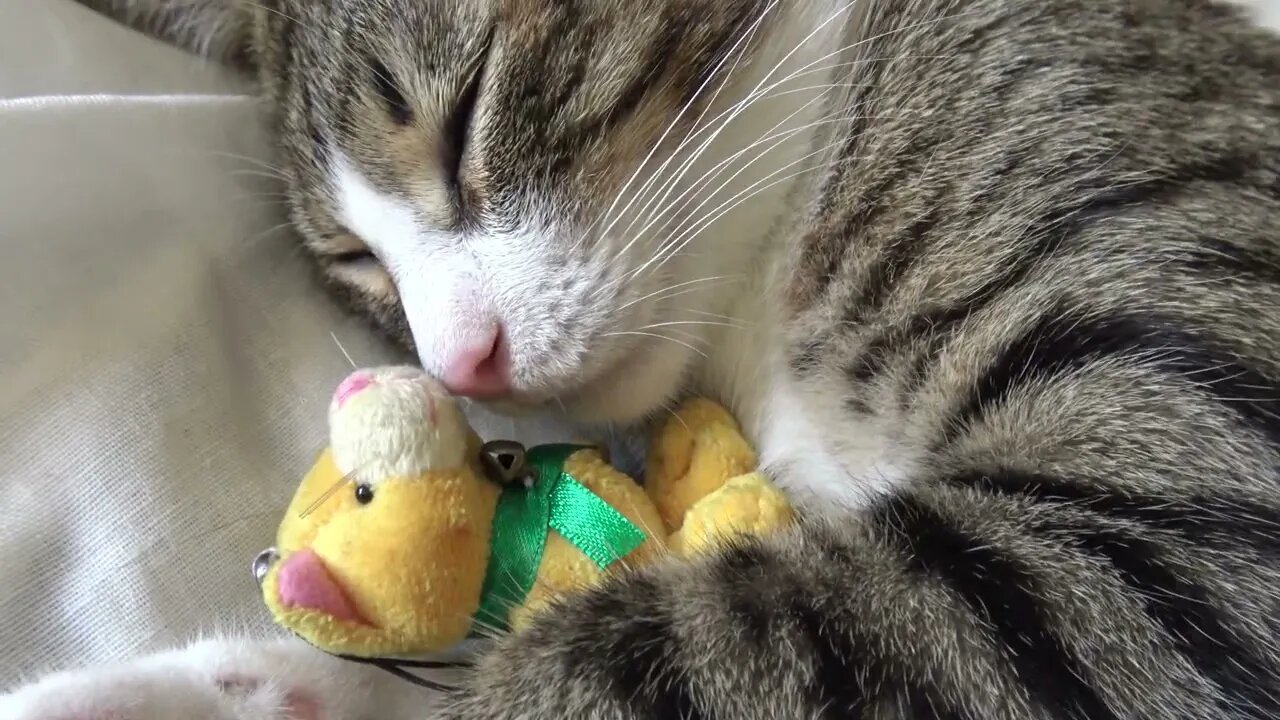 I Love My Toy Cat