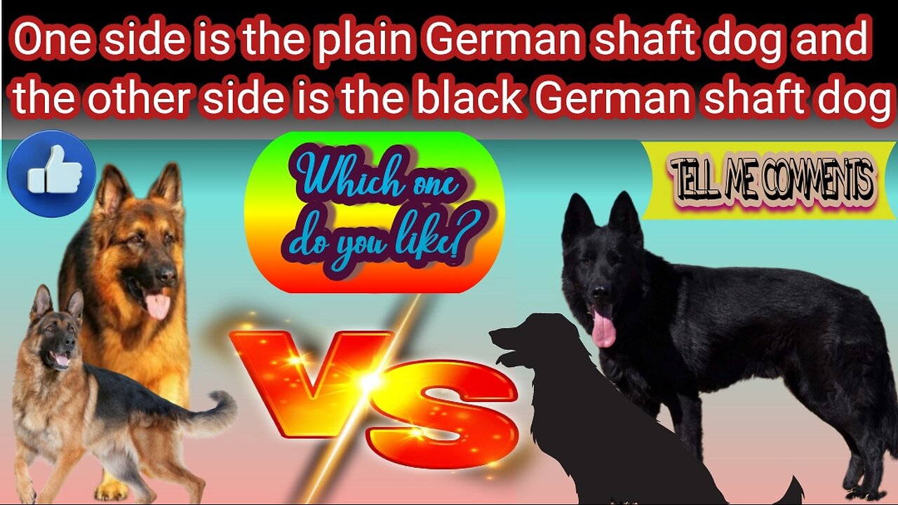 Black vs simple German Shepherd