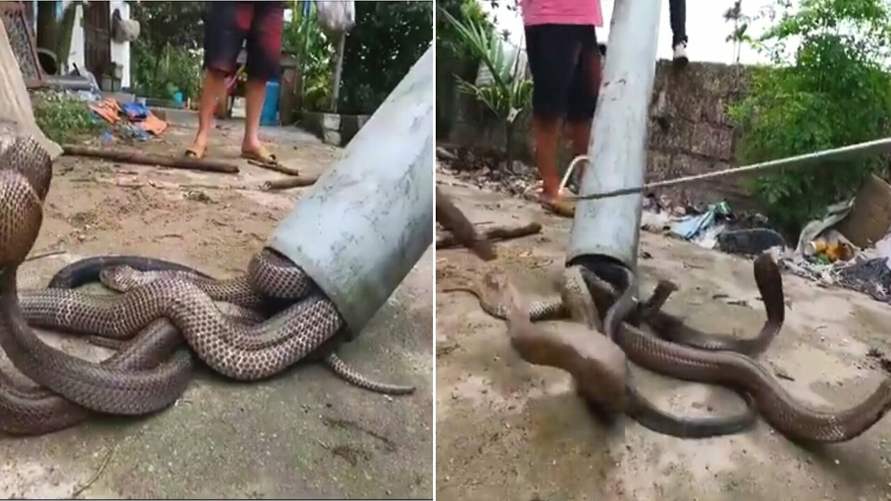 The Cobra Is Trapped In The Water Pipe
