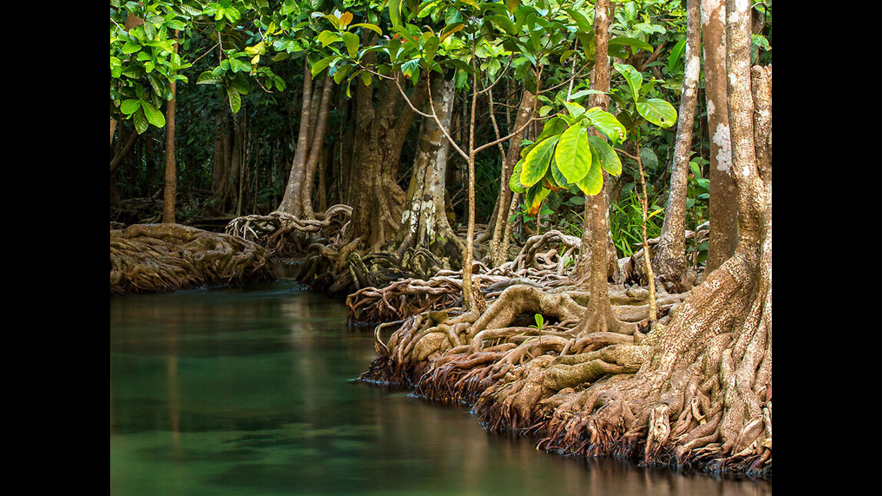 MANGROVES - The Beautiful Habitats on Earth