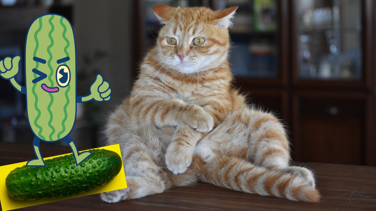 Gato vs pepino / Cat vs Cucumber