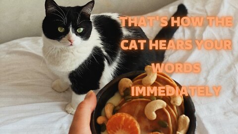 That's how the cat hears your words immediately