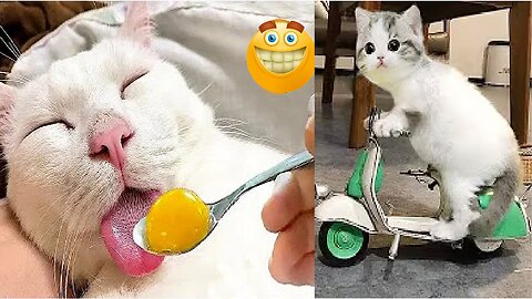 Funniest cat videos😂 new funny cat videos 😸 join us for a purr-fectly entertaining adventure 😹