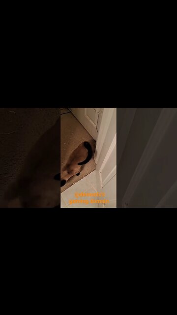 Cinder wants in room #viral #cat #shortvideo #kittycat