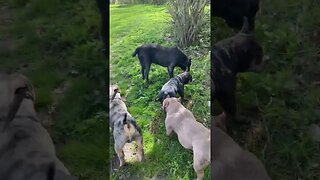 Positive #subscribe #dogs #foryou #fyp