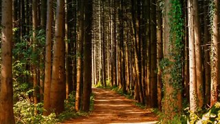 Sons da Floresta, Som de Natureza e Mata para Relaxar e descansar