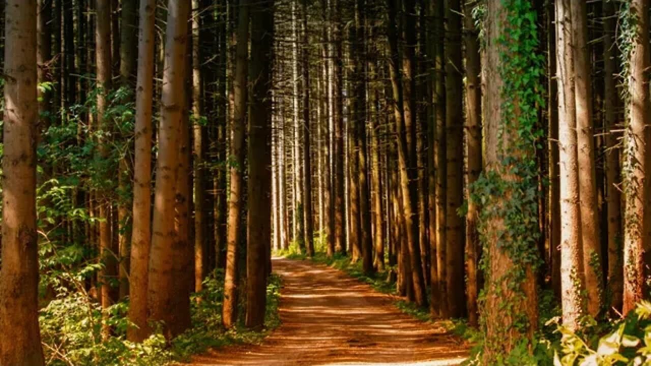 Sons da Floresta, Som de Natureza e Mata para Relaxar e descansar