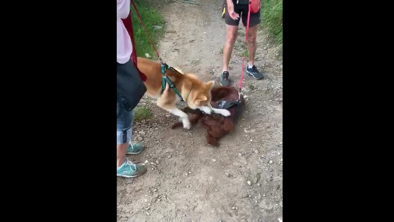 Akita inu + setter irlandes 2