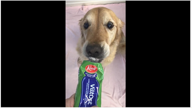 Cheese-Loving Pooch Indulges In Her Favorite Snack