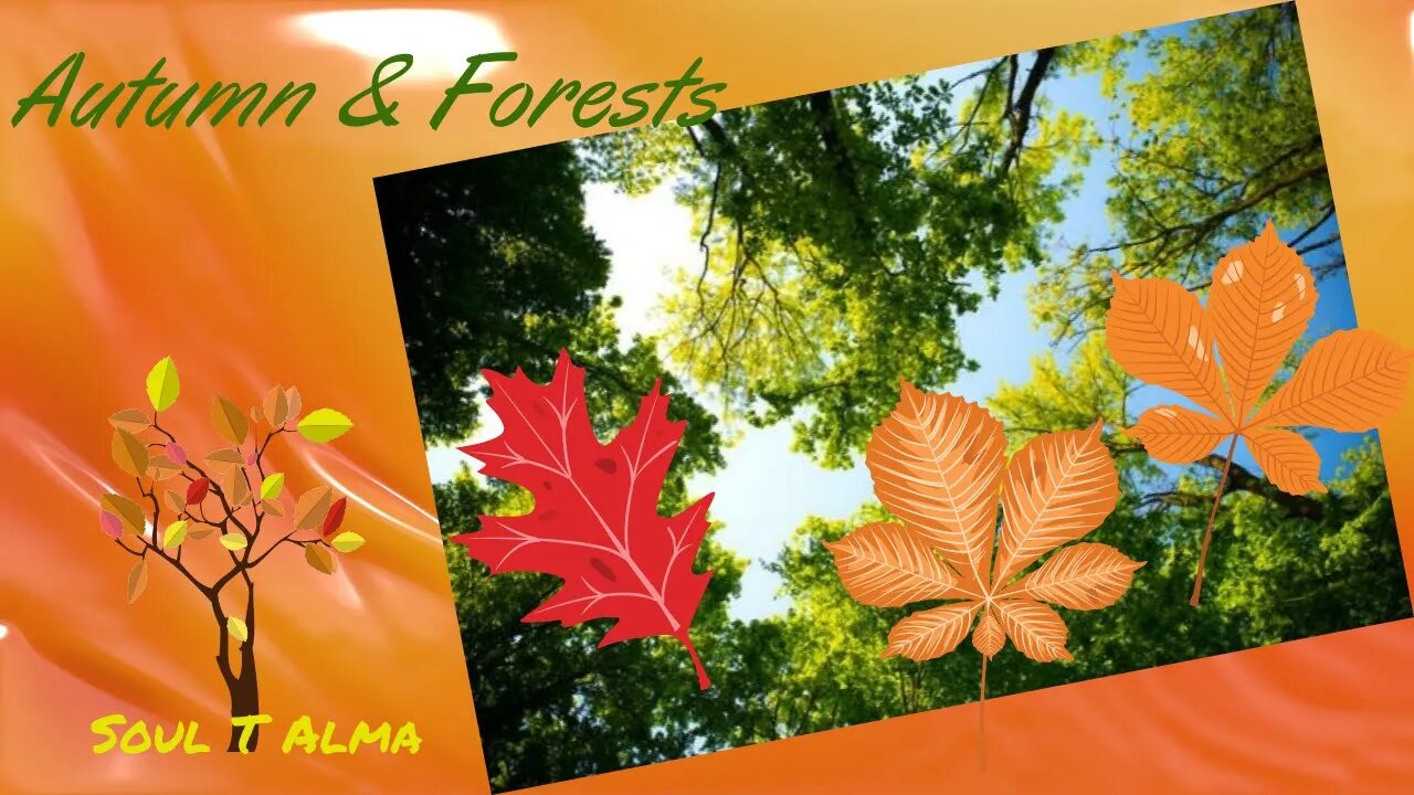 🎺🎵 Beautiful Music: Autumn and Forests... Bella Música: Otoño y Bosques 🎹🎻