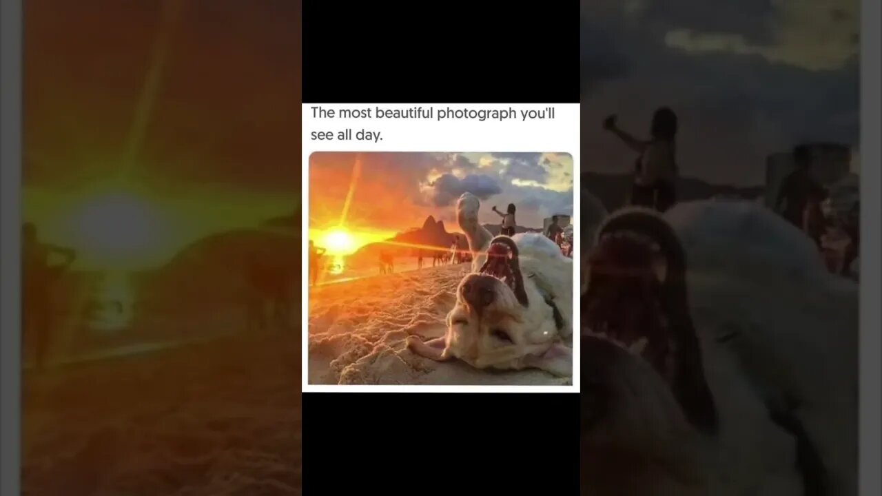 Pure Happiness! #dogs #dog #adorabledog #cute #love #pets #meme #happy #amazing #inspiration
